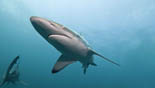 duskyshark jan azier